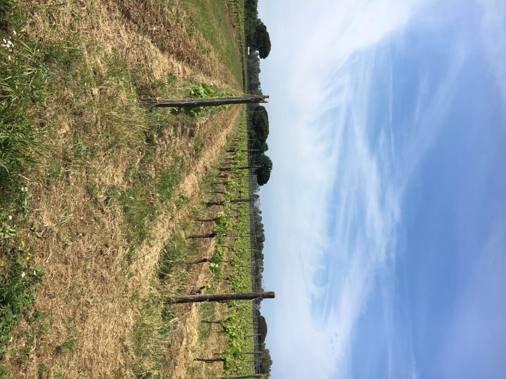 vineyard-2