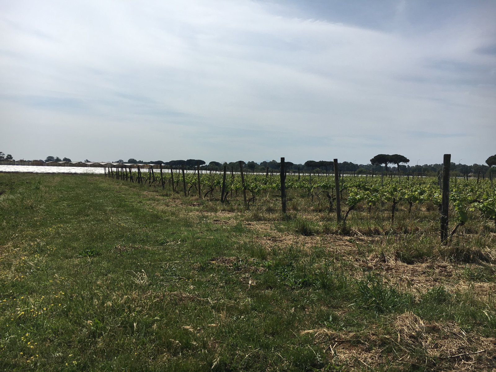 vineyard