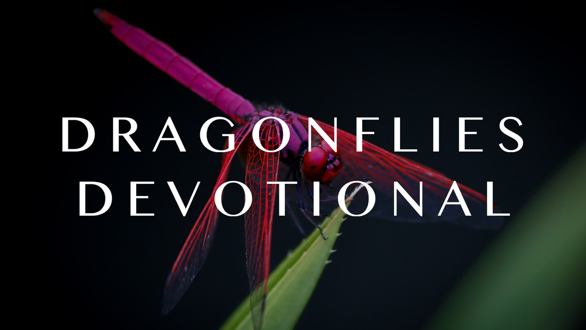 Dragonflies – Fall 2020
