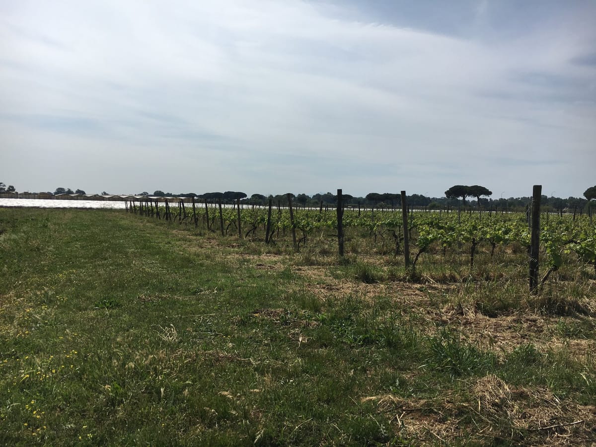 An Italian Vineyard #divatravel