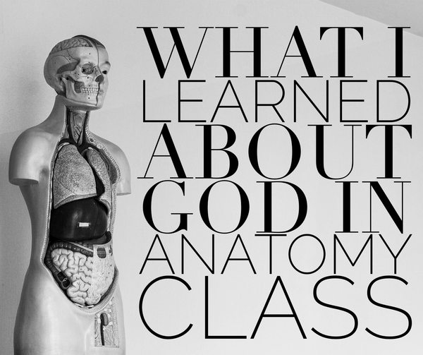 anatomy