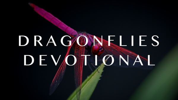 Dragonflies – Fall 2020