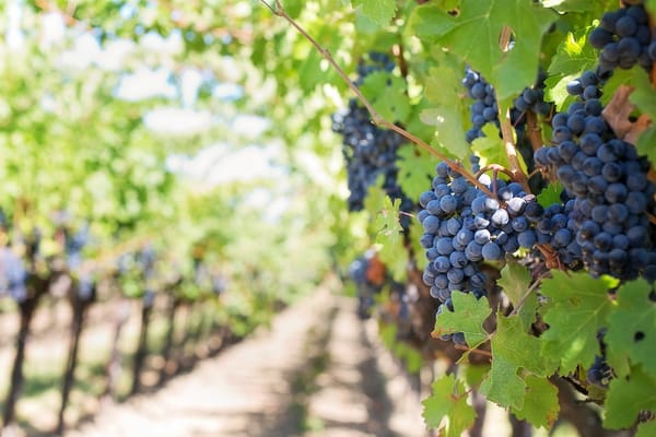 You are a Vineyard Waiting to Happen